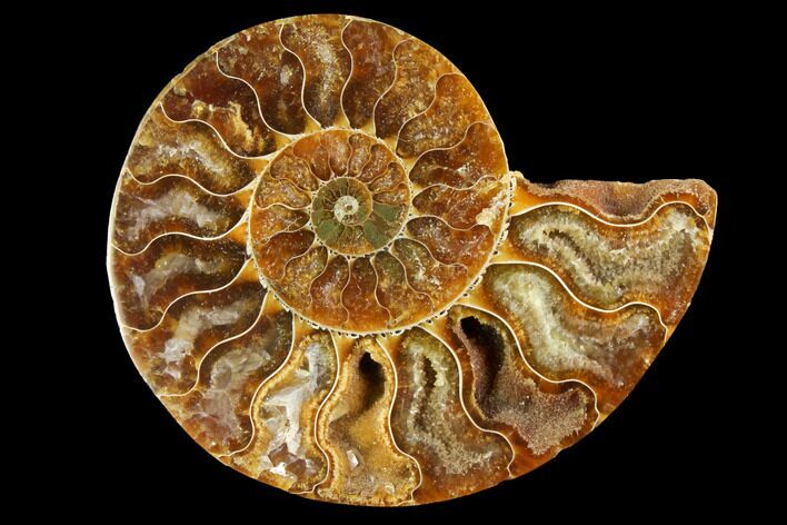 Cut & Polished Ammonite Fossil (Half) - Agate Replaced #146159
